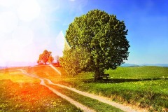 Baum auf einer Wiese vor blauem Himmel